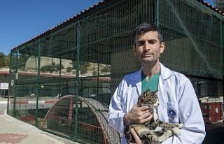 Hayvanlarda kısırlaştırmanın önemi masaya yatırıldı