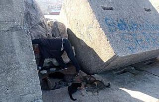 Hayvansever vatandaş her gün 10 kedinin yiyecek...