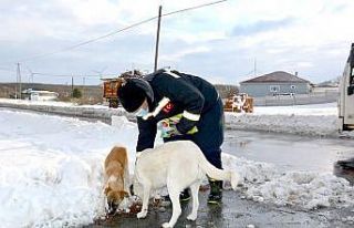 Hem arıza gideriyorlar hem aç kalan sokak hayvanlarını...
