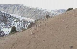 Hiç bu kadarı bir arada görüntülenmemişti