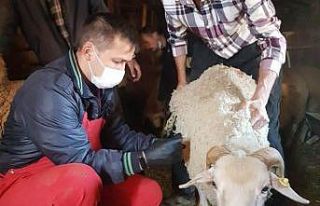 Hisarcık’ta çiçek hastalığına karşı 3 bin...