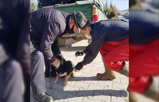 Hisarcık’ta sahipli kedi ve köpeklere kuduz aşısı...