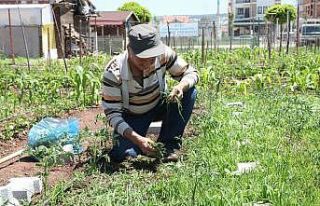 Hobi bahçeleri için kura çekilişi yapılacak