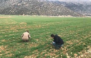 Hububat alanlarında hastalık takibi ve kuraklık...