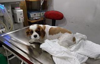 İdrar kesesinden 3 santim taş çıkan köpek ameliyata...