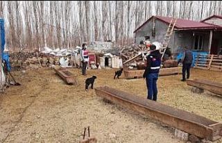 Iğdır’da hayvan hırsızlığına 7 gözaltı
