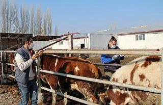 Iğdır’da ilkbahar dönemi şap aşılama kampanyası