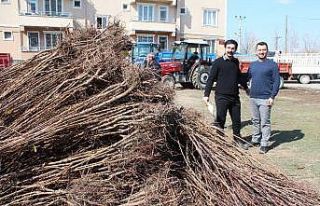 Iğdır’da yüzde 60 hibeli kayısı fidanı dağıtımı