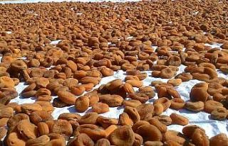 İhracatta kayısı önde