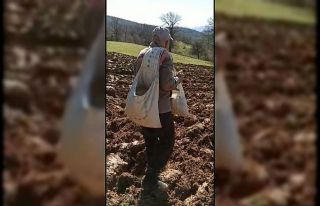 İhtiyar delikanlı traktör kullanmadan çiftçilik...