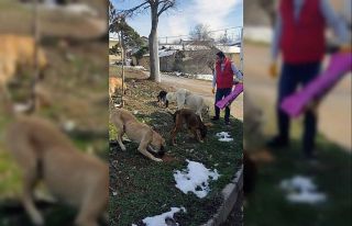 İl Özel İdaresi ekipleri doğaya sokak hayvanları...