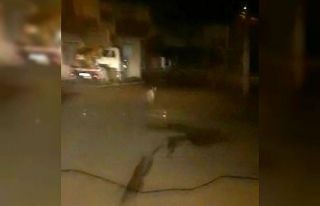 İlçeye inen kurtları araçla kovaladılar