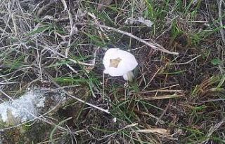 İltaş köyünde kardelen ve çiğdemler çiçek...