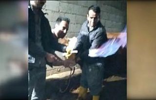 İneğin midesindeki metan gazı yakıldı, görüntüsü...