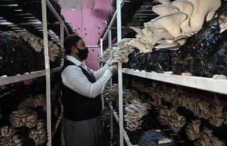 İş yerini kapattı evinin bodrumunda mantar üretmeye...