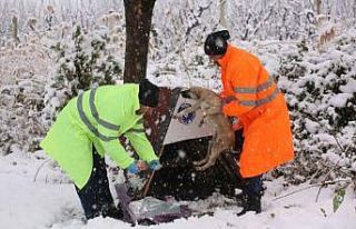 Işık: “Kara kışta can dostlarının yanındayız”