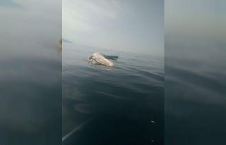 İskenderun körfezinde ölü balinaya rastlandı