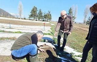 Isparta’da bu yıl 8 milyon 377 bin fidan yetiştirilmesi...