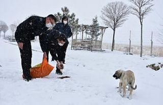 İşyurtları, sokak hayvanlarına besin sağlıyor