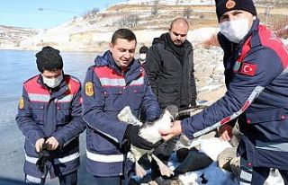 İtfaiye ekipleri buz tutan gölde donmak üzere olan...