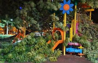 İzmir’de fırtına sebebiyle ağaçlar devrildi