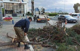 İzmir’de fırtınadan 330 ağaç zarar gördü