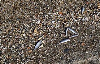 İzmir’de ölü balıklar kıyıya vurdu