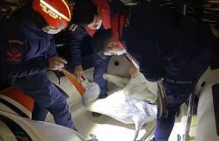 İzmir’de yaralı pelikan, Sahil Güvenlik tarafından...