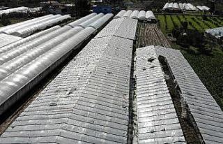 İzmir’deki dolu yağışı seraları deldi geçti