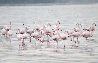 İzmit Körfezi’nde tür sayısı her geçen gün...