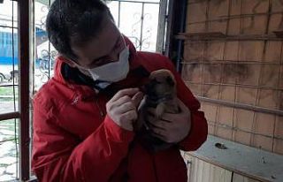 Jandarma aldı, Bipativer Derneği dağıttı