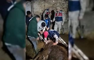 Jandarma ekipleri ineğe doğum yaptırdı
