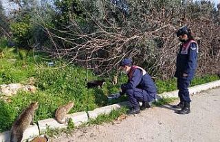 Jandarma ekipleri, kısıtlamada sokak hayvanlarını...