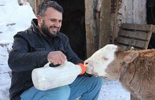 Jandarma ekiplerinin doğurttuğu buzağıya “Çilekeş”...