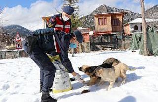 Jandarma sokak hayvanlarını unutmuyor