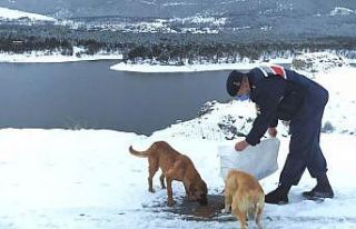 Jandarmadan sokak hayvanlarına şefkat eli