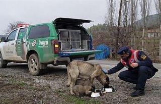 Jandarmadan sokak hayvanlarına yem