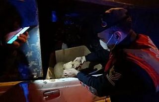Jandarmadan yaralı köpeğe yardım eli