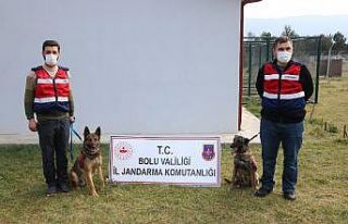 Jandarmanın ’Hassas Burunları’ zehir tacirlerine...