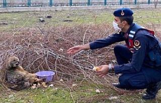 Jandarmanın yaralı bulduğu tilki tedavisinin ardından...