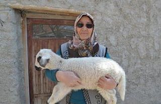 JASAT ekipleri koyunları çalınan şehit annesini...