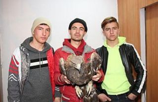 Kaçak avcılar kaya kartalını kanadından vurdu