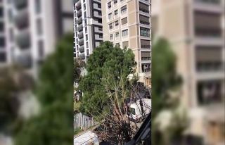 Kadıköy’de 100 yıllık ağaç kesim gerginliği