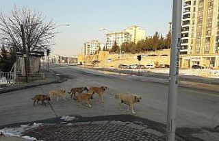Kadın, köpeklerin saldırısında yaralandı