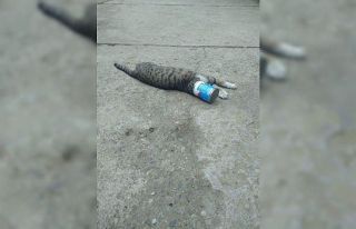 Kafası konserve kutusuna sıkışan kediyi itfaiye...