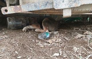 Kafasına bidon sıkışan yavru köpeği itfaiye...