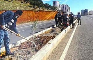 Kahramanmaraş’ta bin 100 fidan toprakla buluştu
