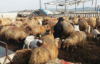 Kahramanmaraş’ta hayvancılık gelişiyor