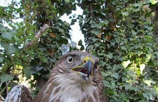 Kanadı kırılan şahin için seferberlik