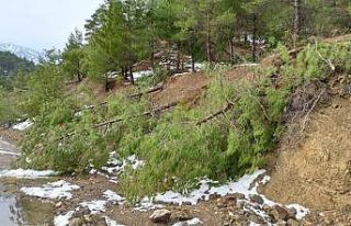 Kar çam ağaçlarını devirdi